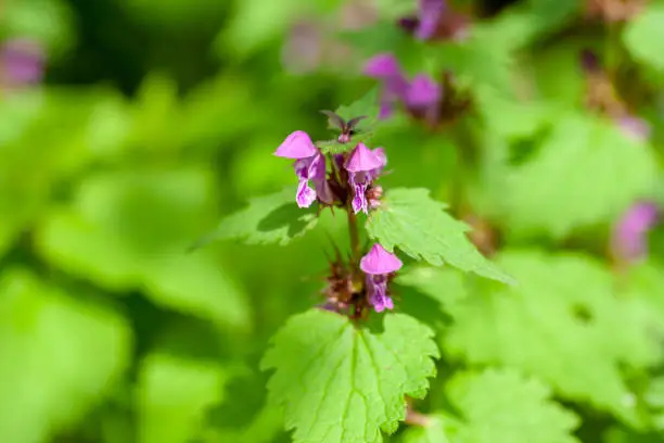 Lamium herb in bloom. medicine herbs at nature concept.