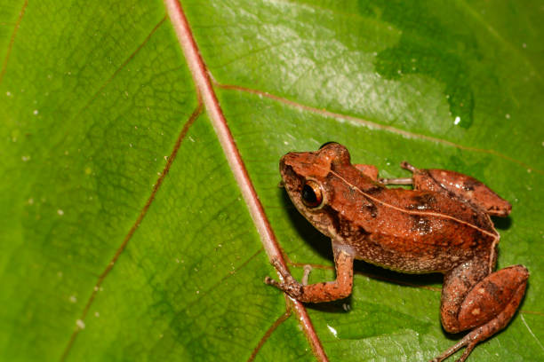 istock Lesser Antillean Whistling Frog 1149241353