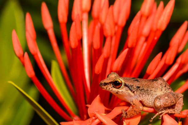 istock Lesser Antillean Whistling Frog 1149241357