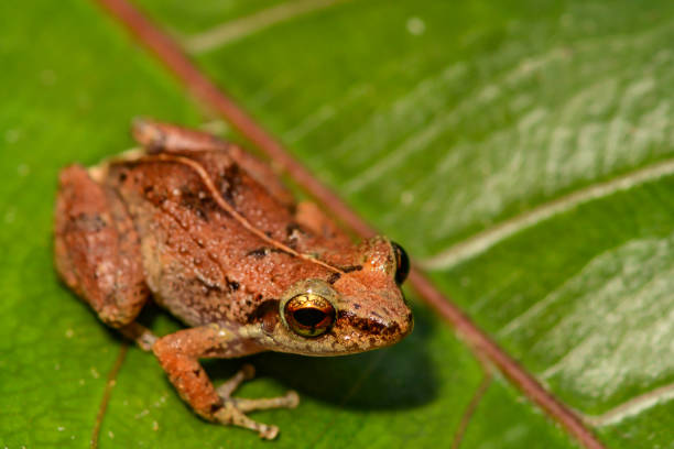 Lesser Antillean Whistling Frog