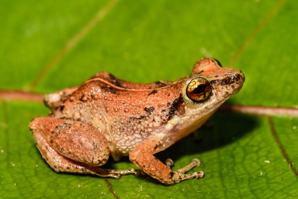 istock Lesser Antillean Whistling Frog 1149241382