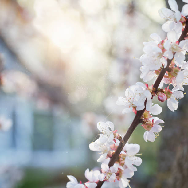 istock Defocused background with home, sun and flowering branch 1149241386