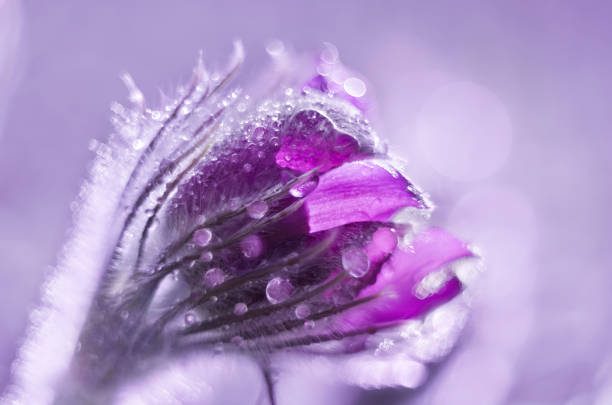 istock Bud of a dream-grass in drops, tinted background image 1149241626