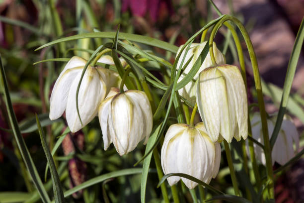 Fritillaria meleagris alba Fritillaria meleagris alba commonly known as snake's head fritillary a common spring flowering bulb plant snowdrops in woodland stock pictures, royalty-free photos & images