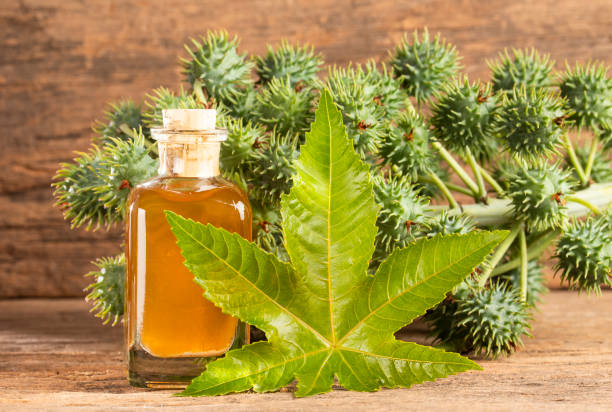 istock Seeds and castor oil - Ricinus communis 1149243952