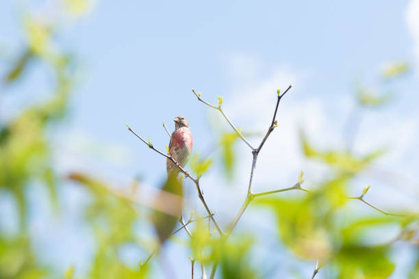 istock Common linnet, single male. Carduelis cannabina sits on tree. 1149244409