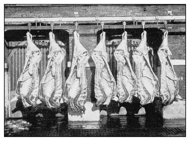 ilustraciones, imágenes clip art, dibujos animados e iconos de stock de foto antigua: carne de matadero - butcher butchers shop slaughterhouse hook