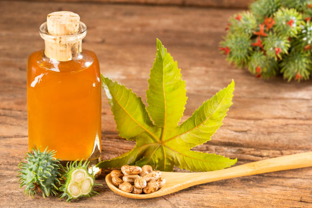 istock Seeds and castor oil - Ricinus communis 1149244535