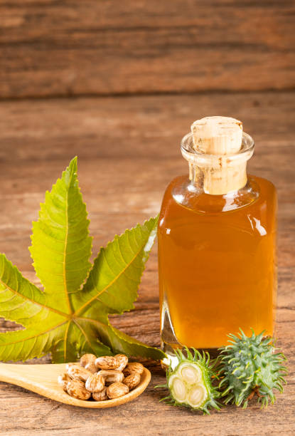 istock Seeds and castor oil - Ricinus communis 1149244537