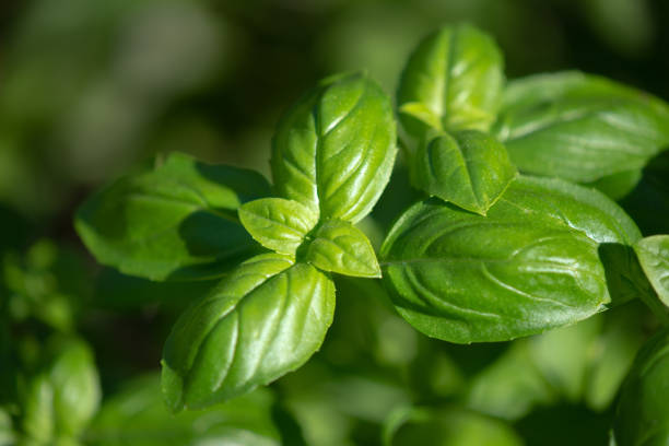istock Basil (Ocimum basilicum) in the garden 1149245731
