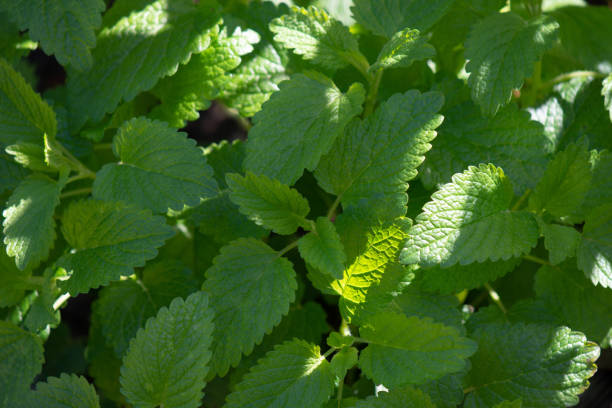 istock Lemon balm (Melissa officinalis) in the garden 1149245772