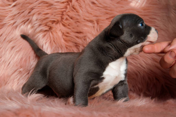 istock Side view of American Bully puppy standing while being petted 1149247147