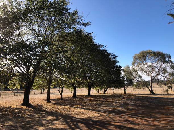 luz solar através das árvores do outono - dry country - fotografias e filmes do acervo