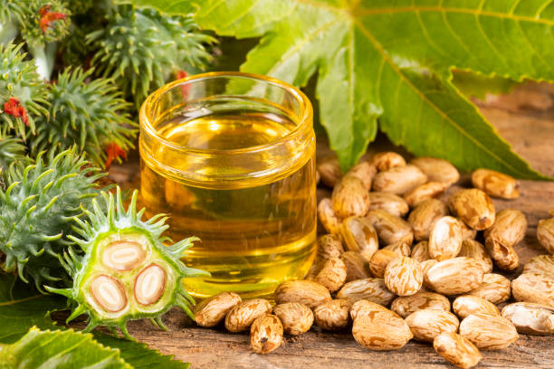 istock Seeds and castor oil - Ricinus communis 1149248484