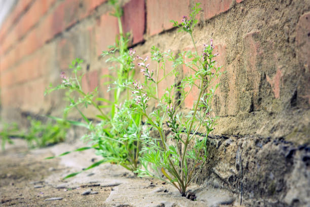 istock plant grows from concrete breaks through the asphalt 1149248565