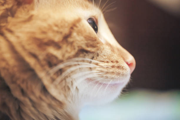 Ginger Hair Cat Profile. Macro Close Up