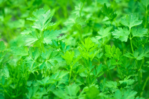 istock parsley growing close-up background texture 1149248737