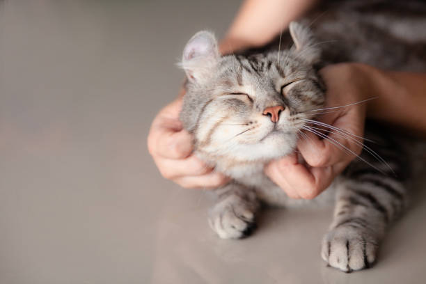 glückliche katze lieblich bequemes schlafen von der frau streicheln hand griff an. liebe zu tieren konzept. - affectionate stock-fotos und bilder