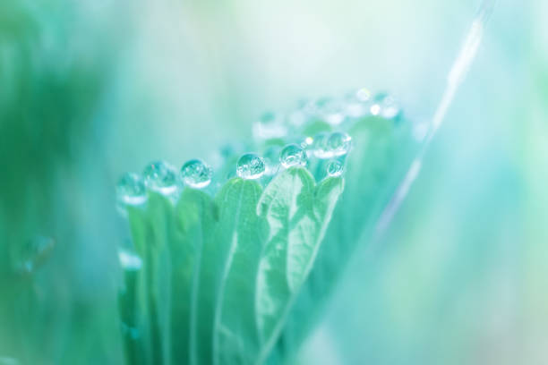 istock morning dew drops on a strawberry leaf close-up 1149251759