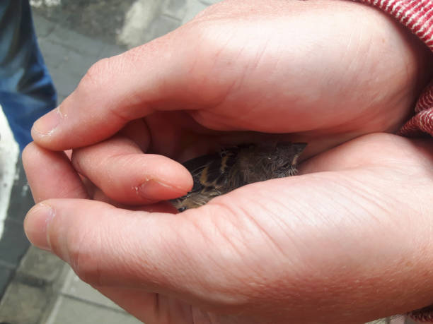 istock Young Bird in Man Hande 1149252851