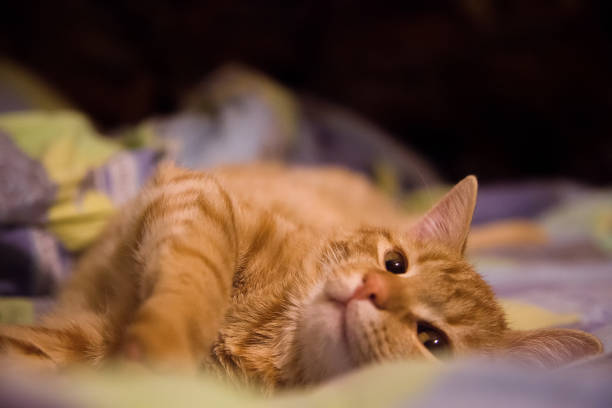 Ginger Hair Cat is Sleeping on the Bed at Home