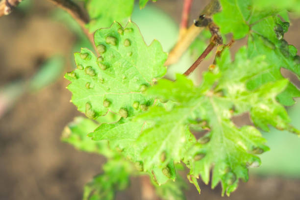 istock grape leaves disease infected vineyard grape plant disease 1149254188