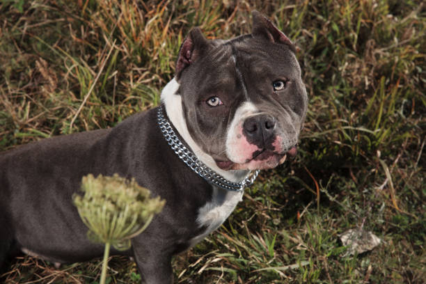 istock American Bully curiously looking forward with its mouth closed 1149255031
