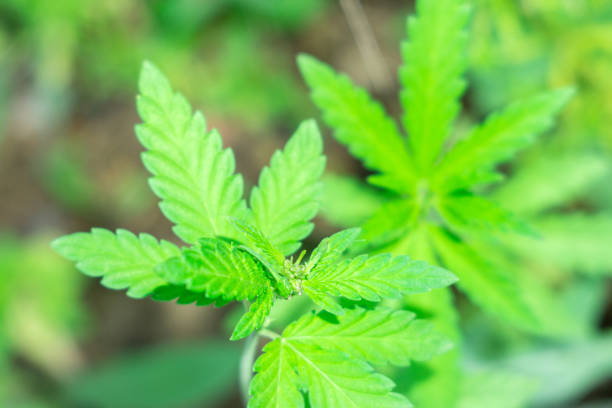 istock hemp leaves closeup on the natural background 1149255085