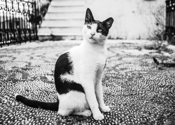 Street cat - Rhodes, Greece