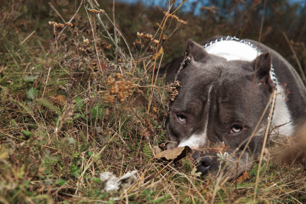 istock Tired Amstaff giving a sleepy look 1149255276