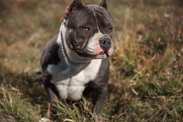 istock Serious looking Amstaff looking forward and frowning 1149255367