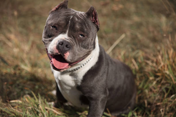 istock Playful Amstaff panting with its tongue exposed while resting 1149255388