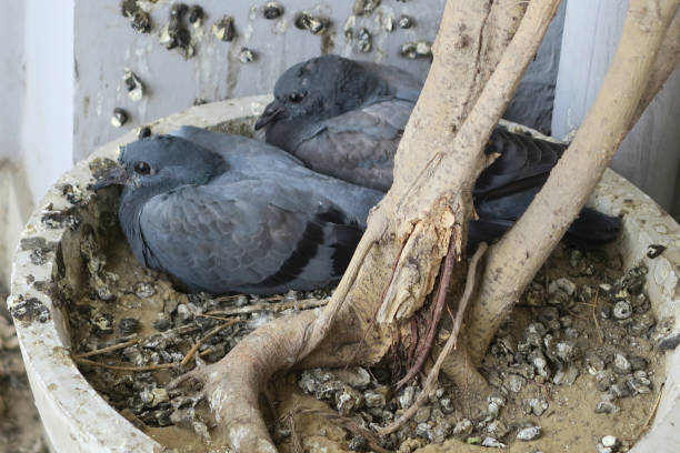 Image of wild baby pigeons in nest on Indian balcony, pigeons nesting in flower pot, with dirty bird droppings over the patio tiles and walls, birds nest of baby squabs / doves two weeks old, ready to fly and leave nest, waiting to be fed by parents Stock photo of baby pigeons in the wild, nesting on balcony on Indian apartment in Delhi, with the dirty bird's nest resulting in messy droppings, unhygienic healthy hazard, pest control. squab pigeon meat photos stock pictures, royalty-free photos & images