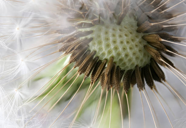 istock Lyrical flower arrangement with dandelion 1149258203