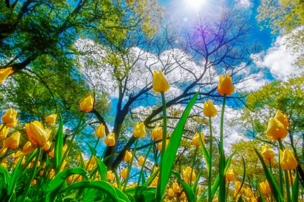 istock Tulips against Blue Sky with Trees 1149258276