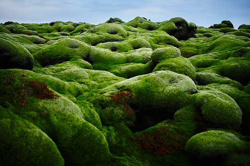 horizontal abstract shot of green moss land in Iceland.no people.