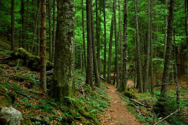 istock woodland in spring day 1149258494