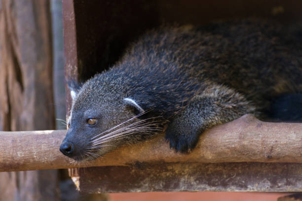 istock A binturong or bearcat in Palawan, Philippines 1149258555
