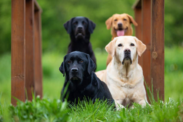 istock Four Labradors Retriver on a spring meadow. Small depth of field 1149259915