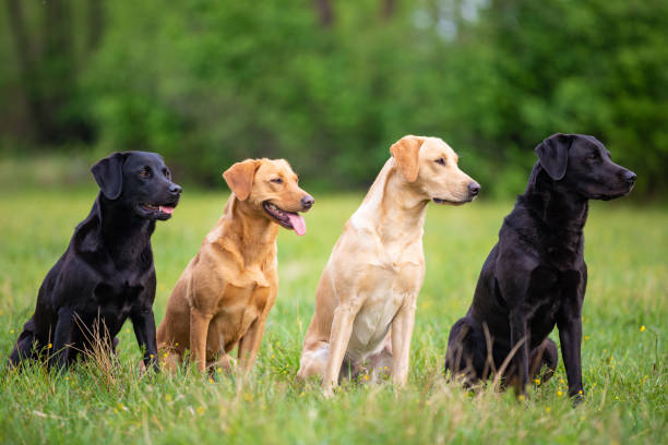 istock Four Labradors Retriver on a spring meadow. Small depth of field 1149259917