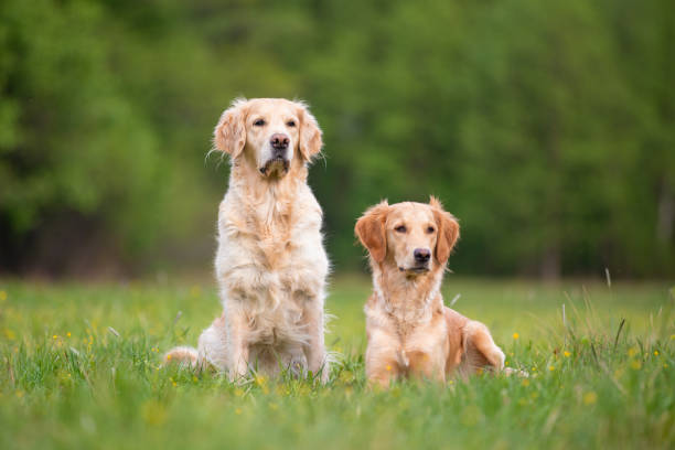 istock Two Golden Retrivers on a spring meadow. Small depth of field 1149259924