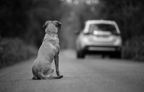 chien labrador abandonné sur la route, en arrière-plan laissant la voiture - dog street loneliness solitude photos et images de collection