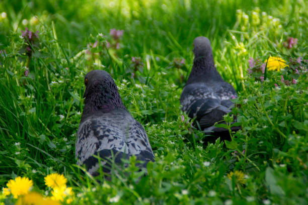 istock Two pigeons in a green grass 1149264129