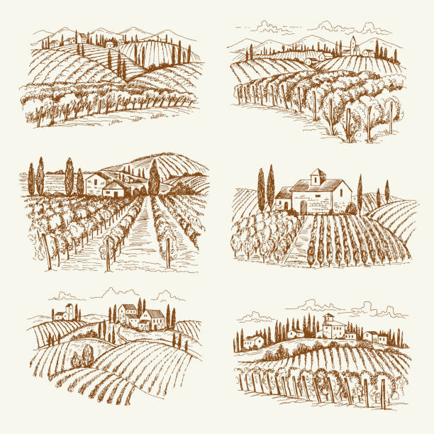 ilustrações de stock, clip art, desenhos animados e ícones de vineyard landscape. france or italy vintage village wine vineyards vector hand drawn illustrations - estabelecimento vinicola