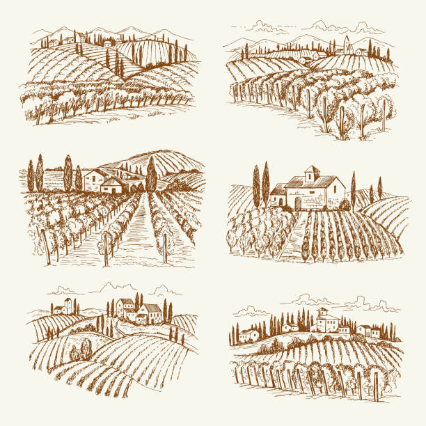 Vineyard landscape. France or italy vintage village wine vineyards vector hand drawn illustrations Vineyard landscape. France or italy vintage village wine vineyards vector hand drawn illustrations. Winery landscape drawing, farm agriculture grape wine and oenology graphic stock illustrations