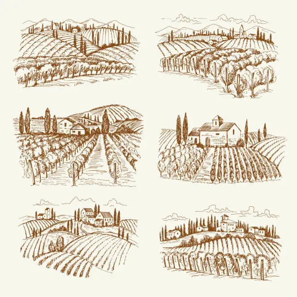 Vector illustration of Vineyard landscape. France or italy vintage village wine vineyards vector hand drawn illustrations