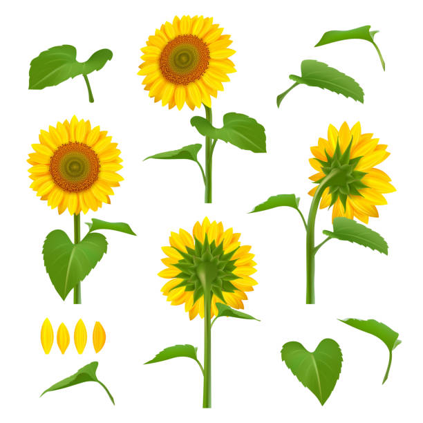 ilustraciones, imágenes clip art, dibujos animados e iconos de stock de ilustraciones de girasoles. jardín de belleza botánico amarillo girasoles con semillas vectoriales flores de fondo imágenes - backgrounds flower head blossom vibrant color