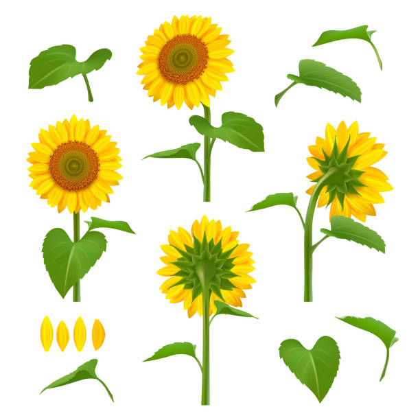 słoneczniki ilustracje. ogród botaniczny żółty piękno słoneczniki z nasion wektor kwiatowy tle zdjęcia - sunflower nature environment environmental conservation stock illustrations