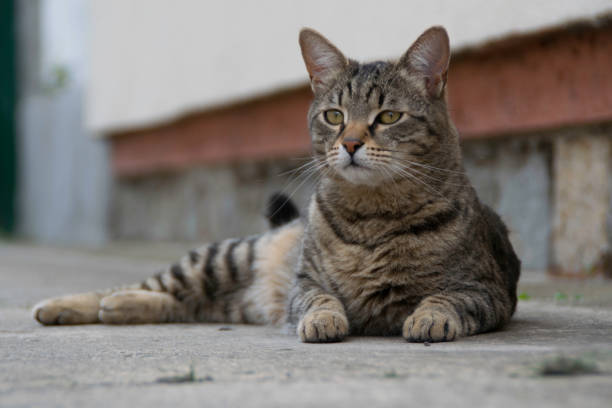istock Gray striped kitten lying on the concrete 1149264590