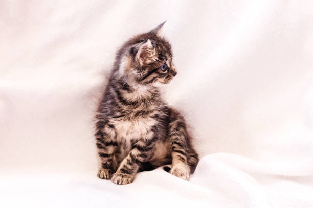 istock Beautiful fluffy tabby kitten with big blue eyes 1149266007